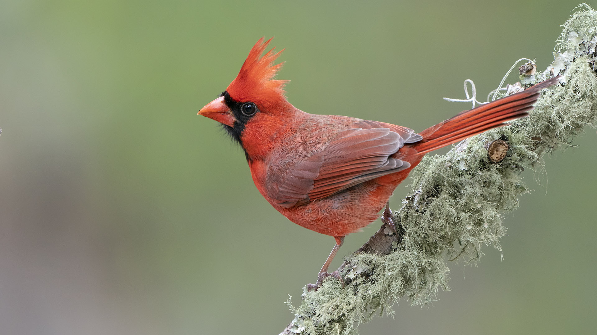 Northern Cardinal