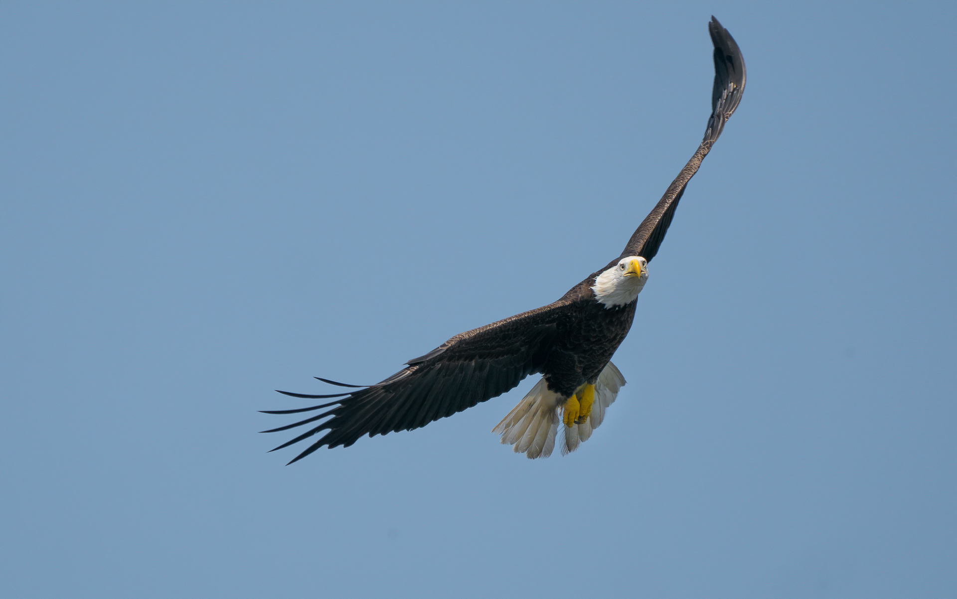 Bald Eagle