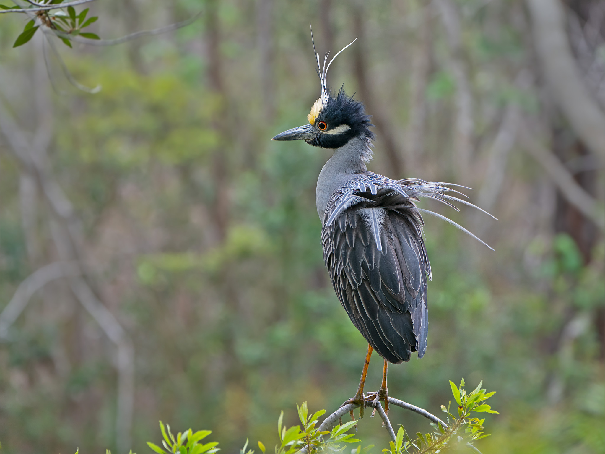 Yellow-crowned