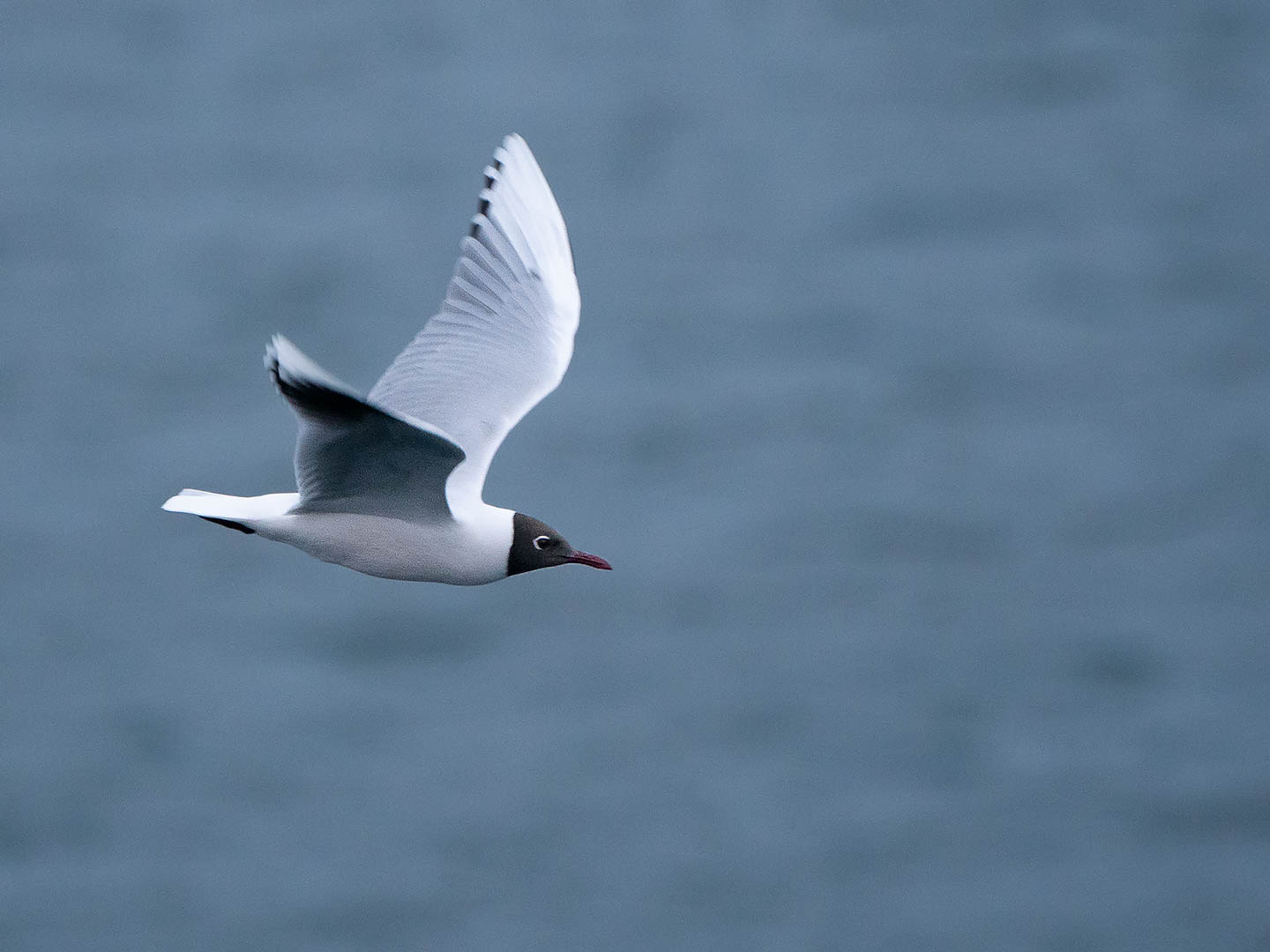 Brown-hooded Gull