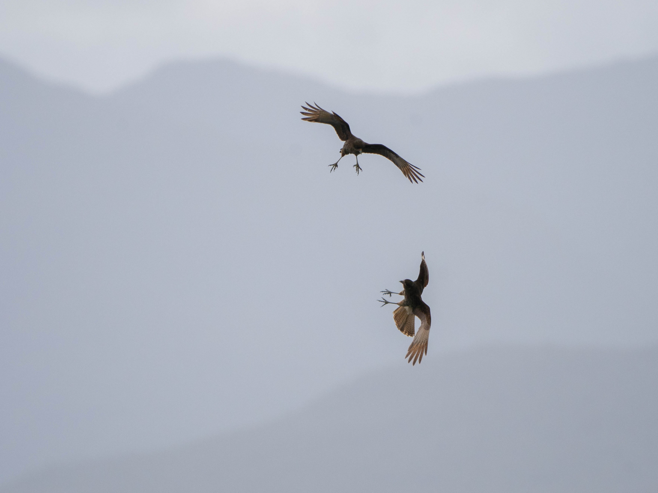 Chimango Caracara