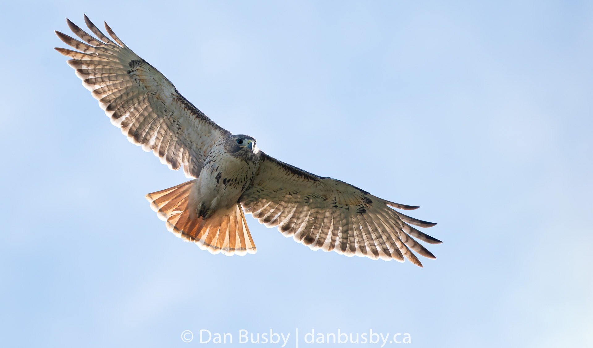 Red-tailed Hawk