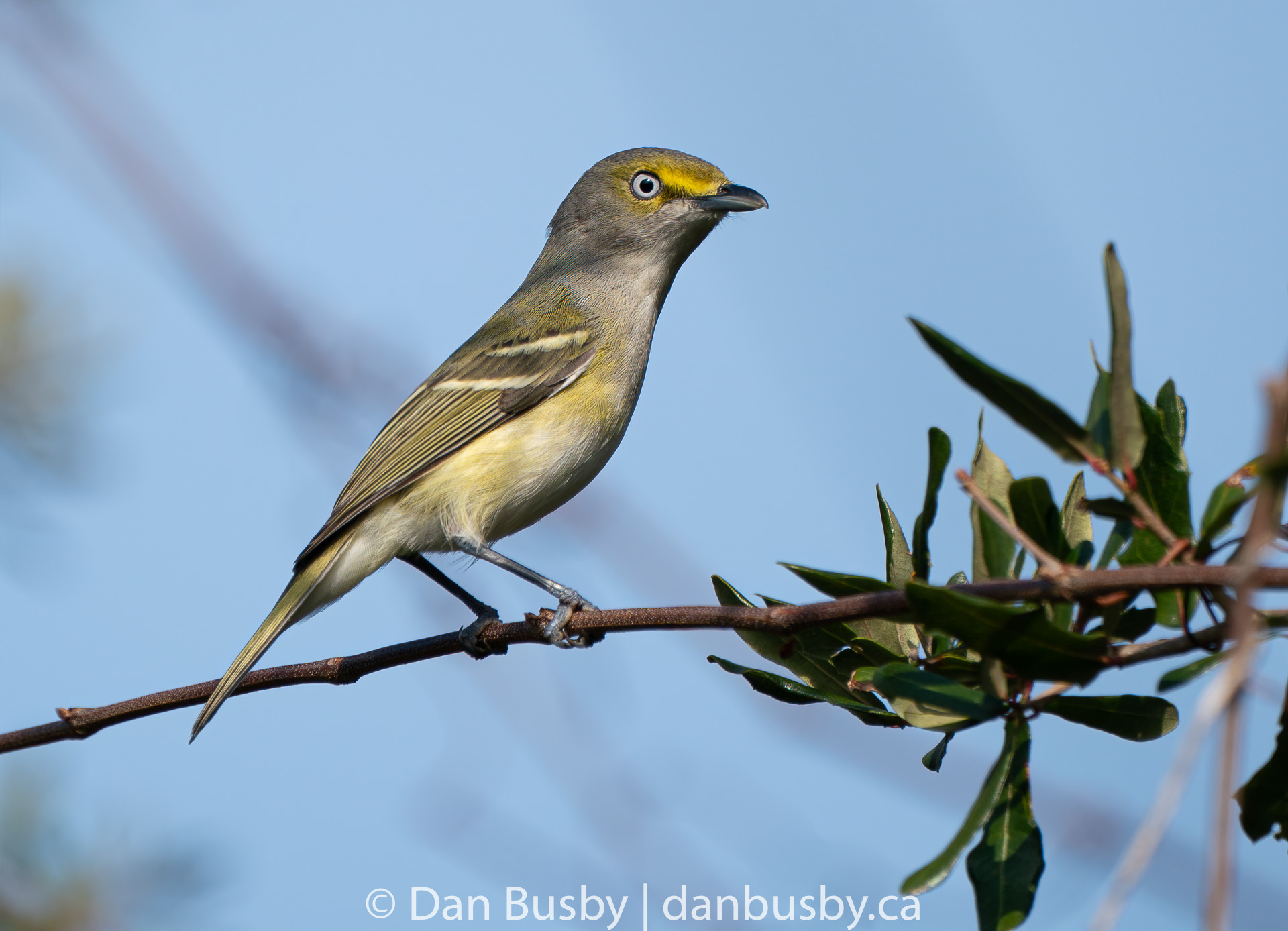 White-eyed Vireo