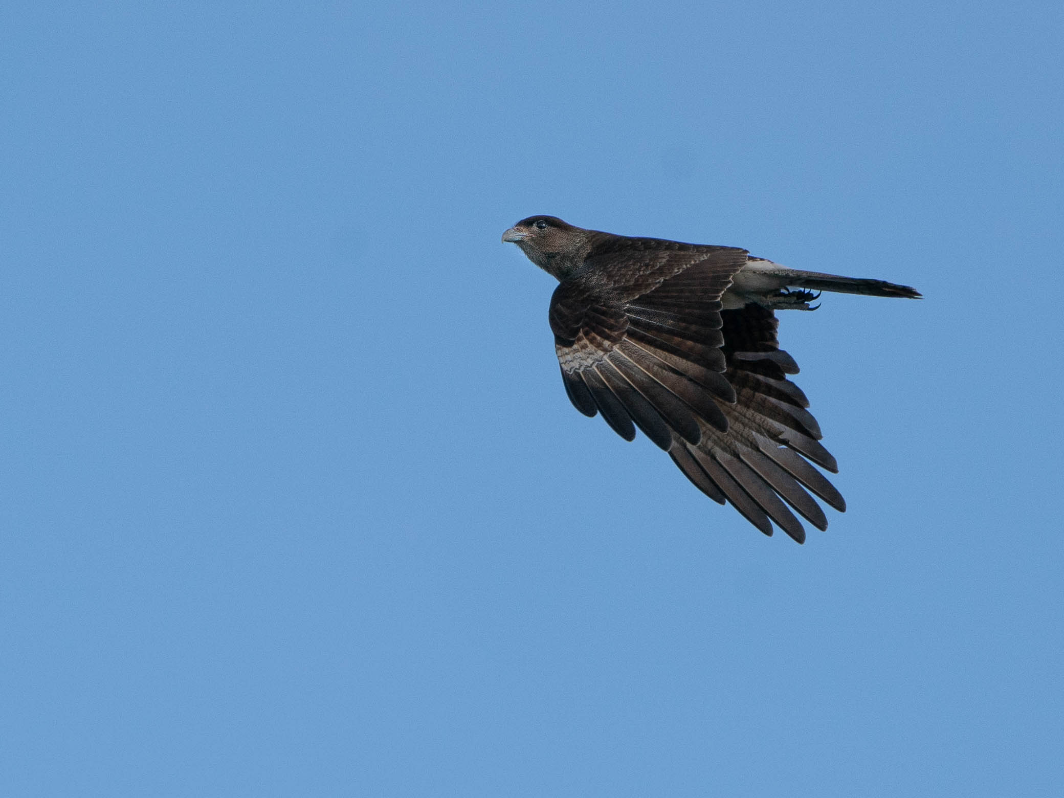 Chimango Caracara