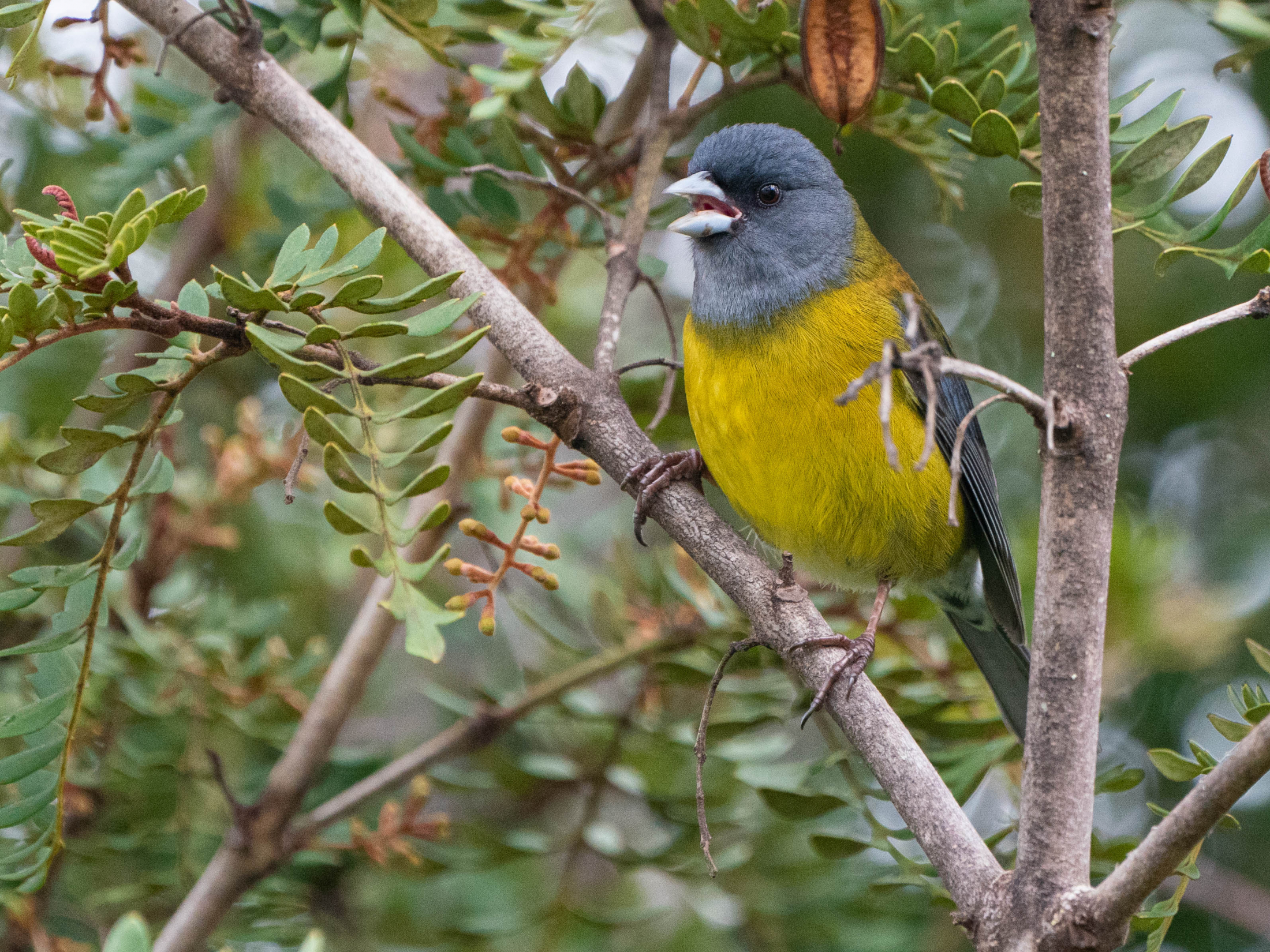 Patagonian Sierra-Finch