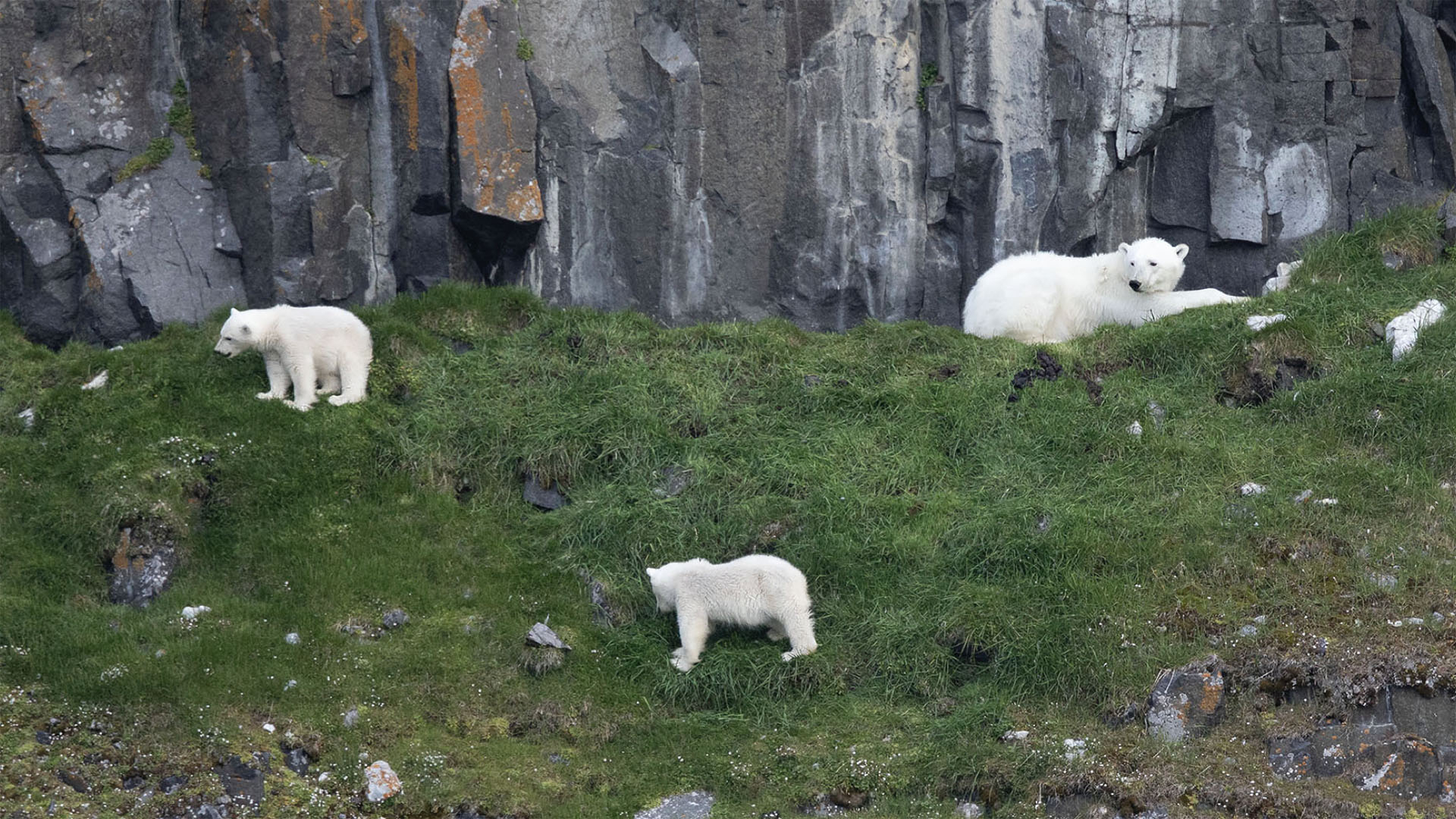 Polar Bear
