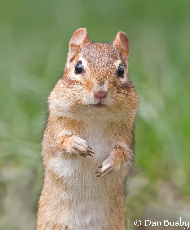 Eastern Chipmunk