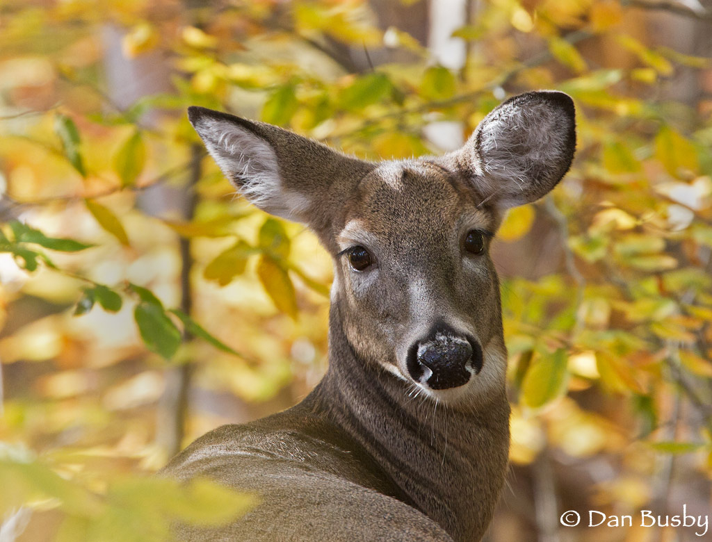 White-tailed Deer