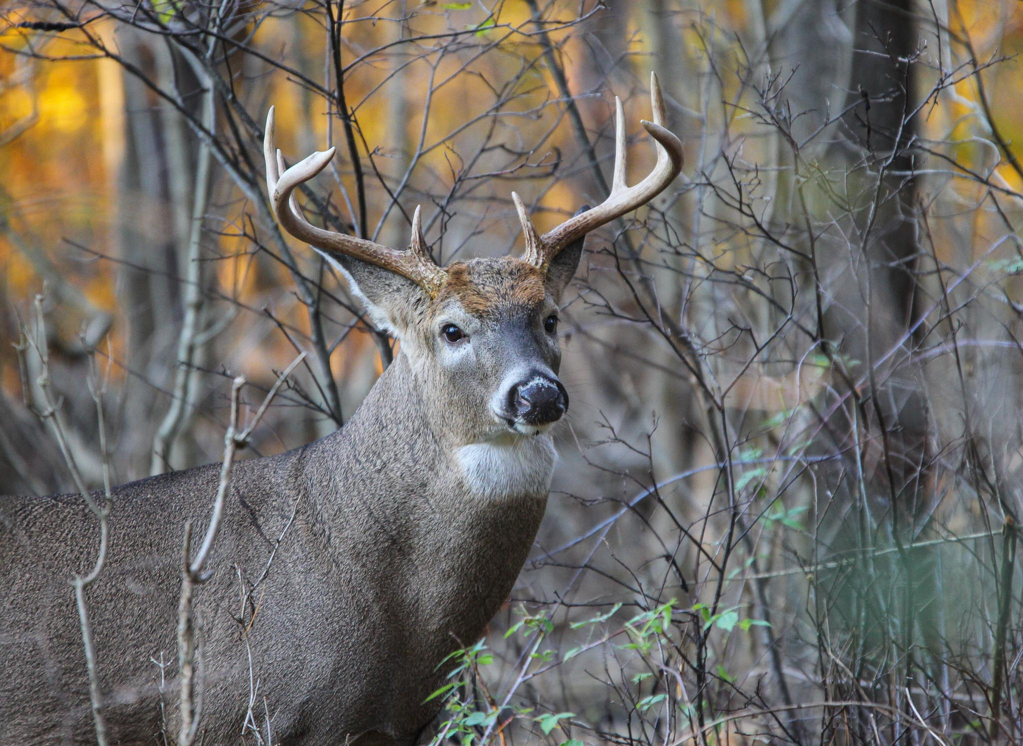 White-tailed Deer