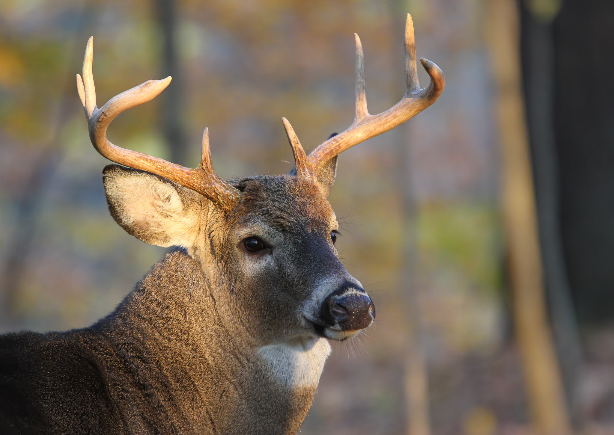 White-tailed Deer