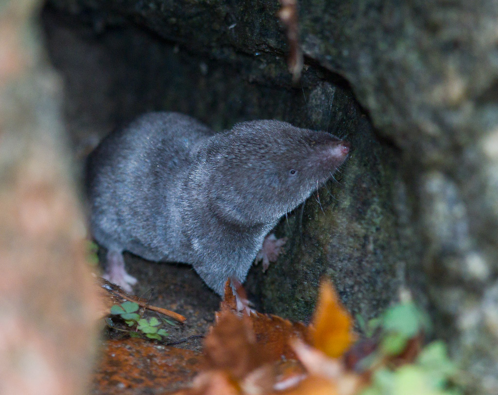Short-tailed Shrew