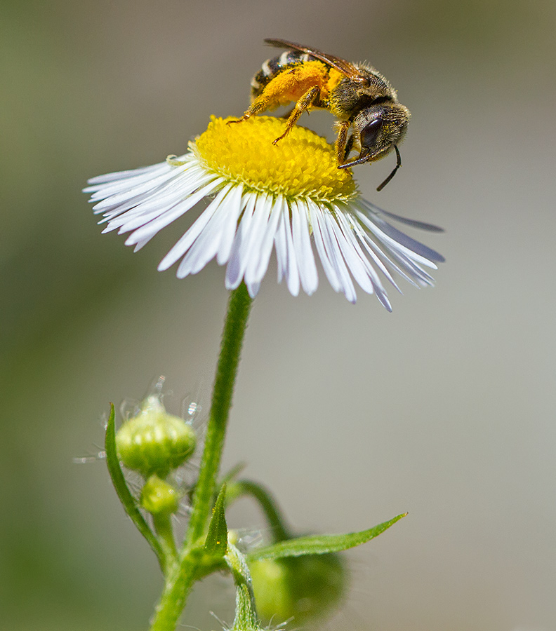 Wasp