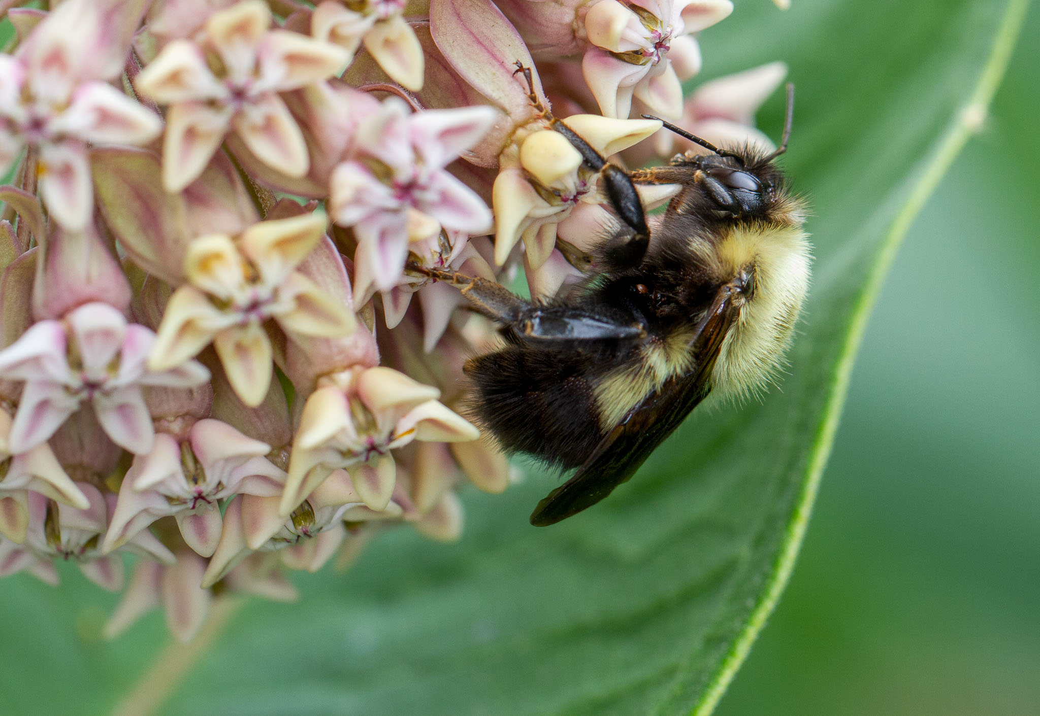 Bee