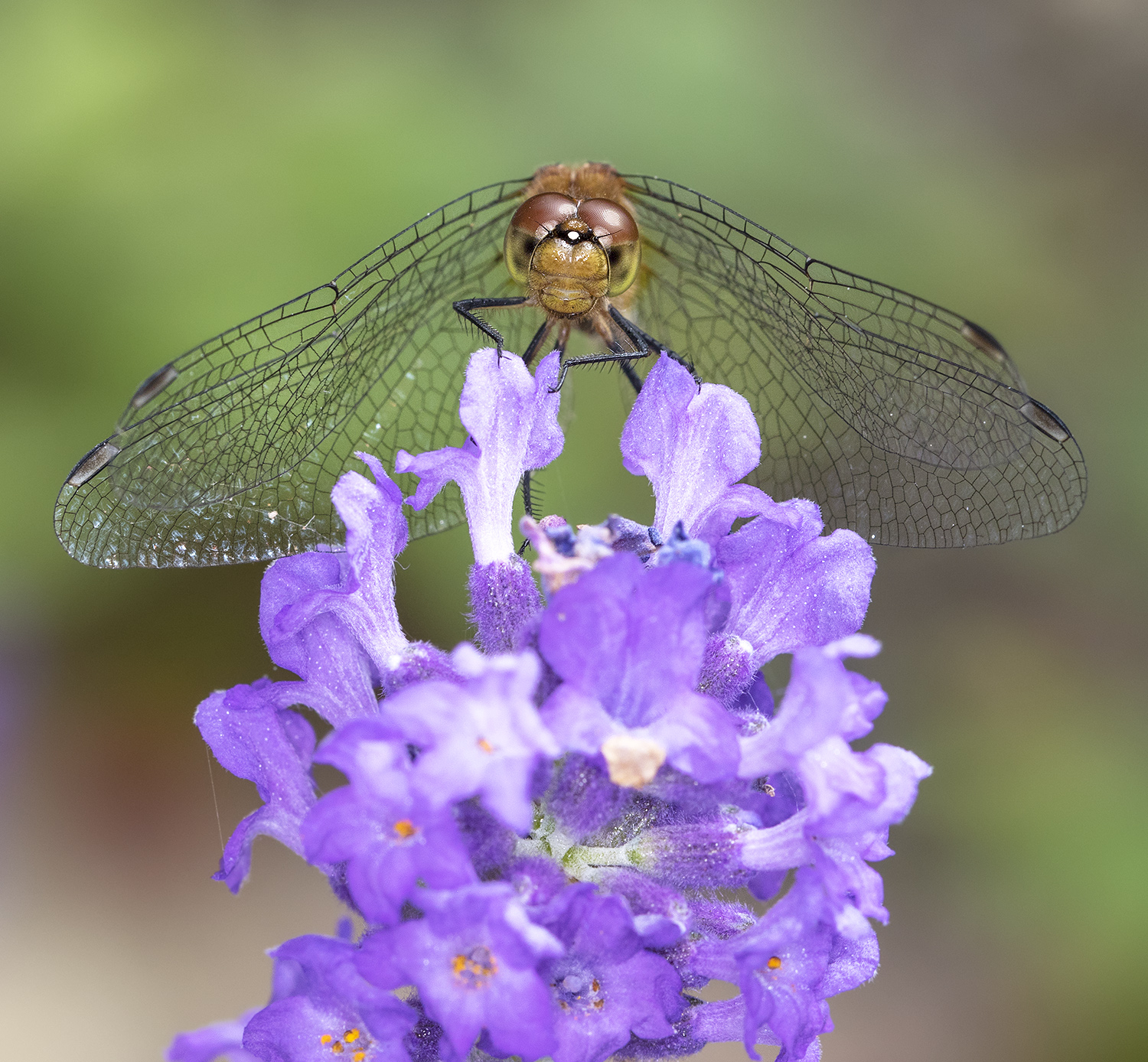 Meadowhawk