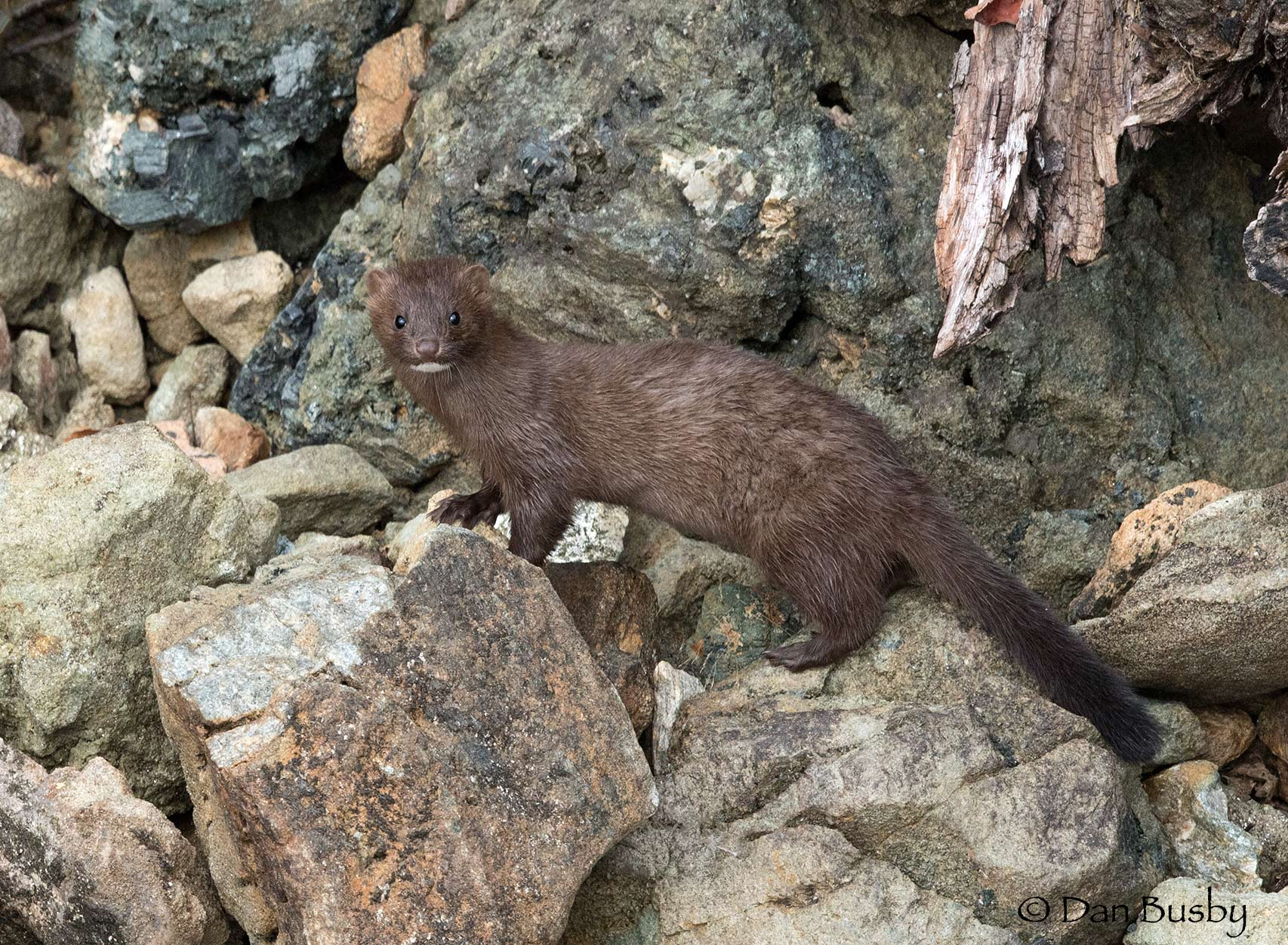 Mink