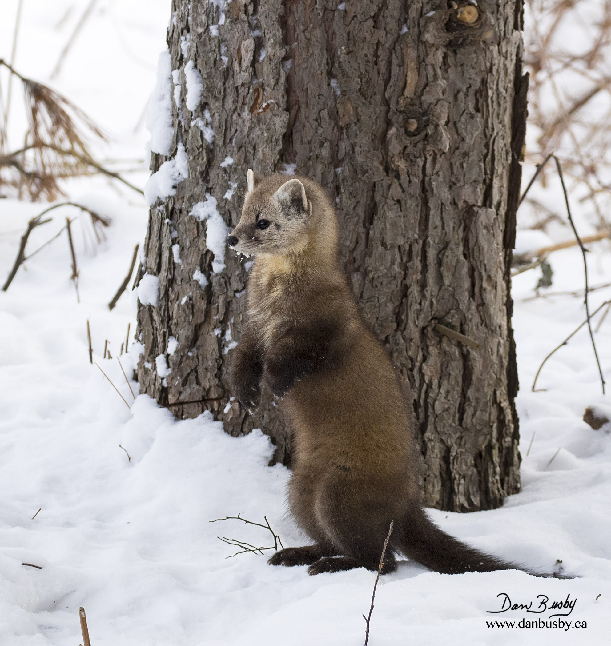 Pine Martin