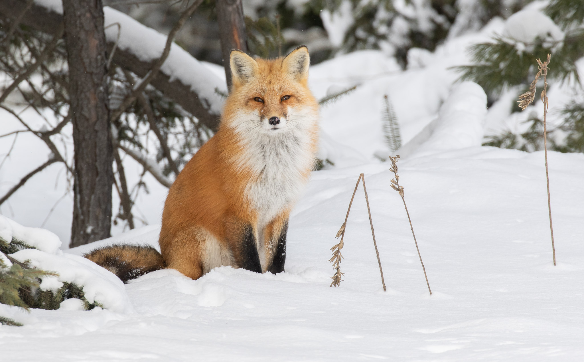 Red Fox