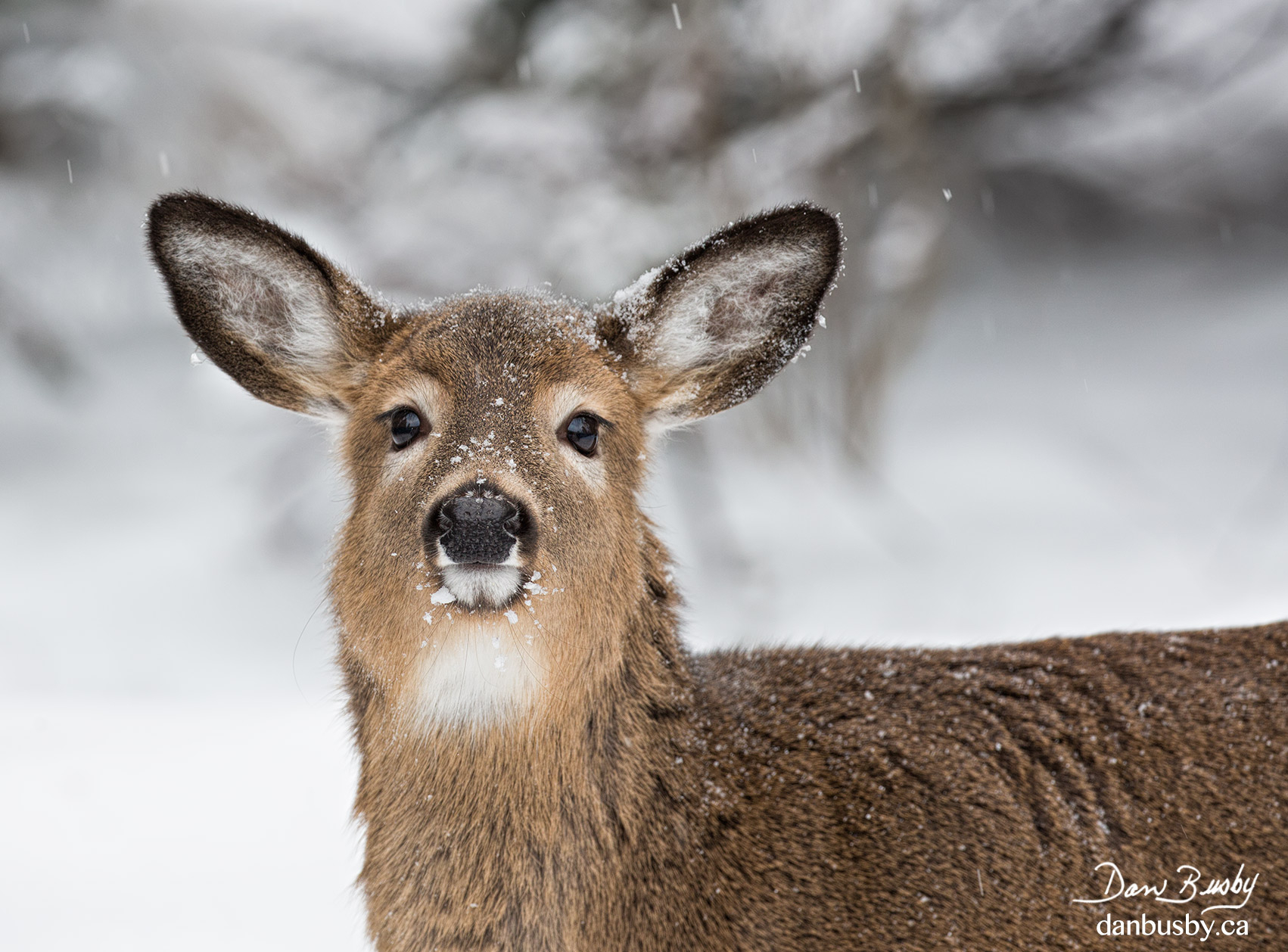 White-tailed Deer