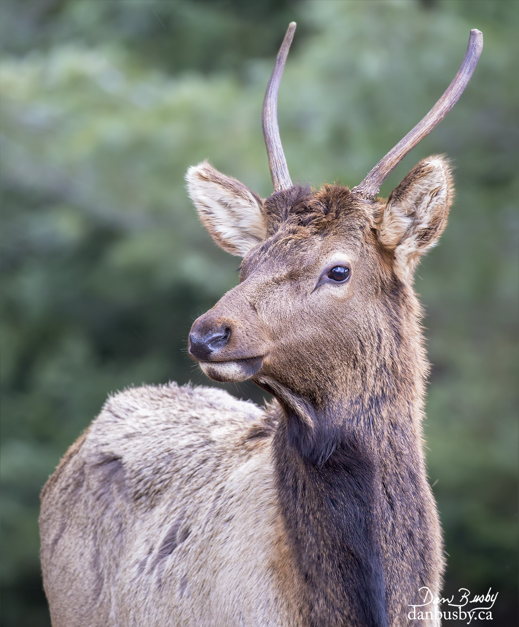 Elk