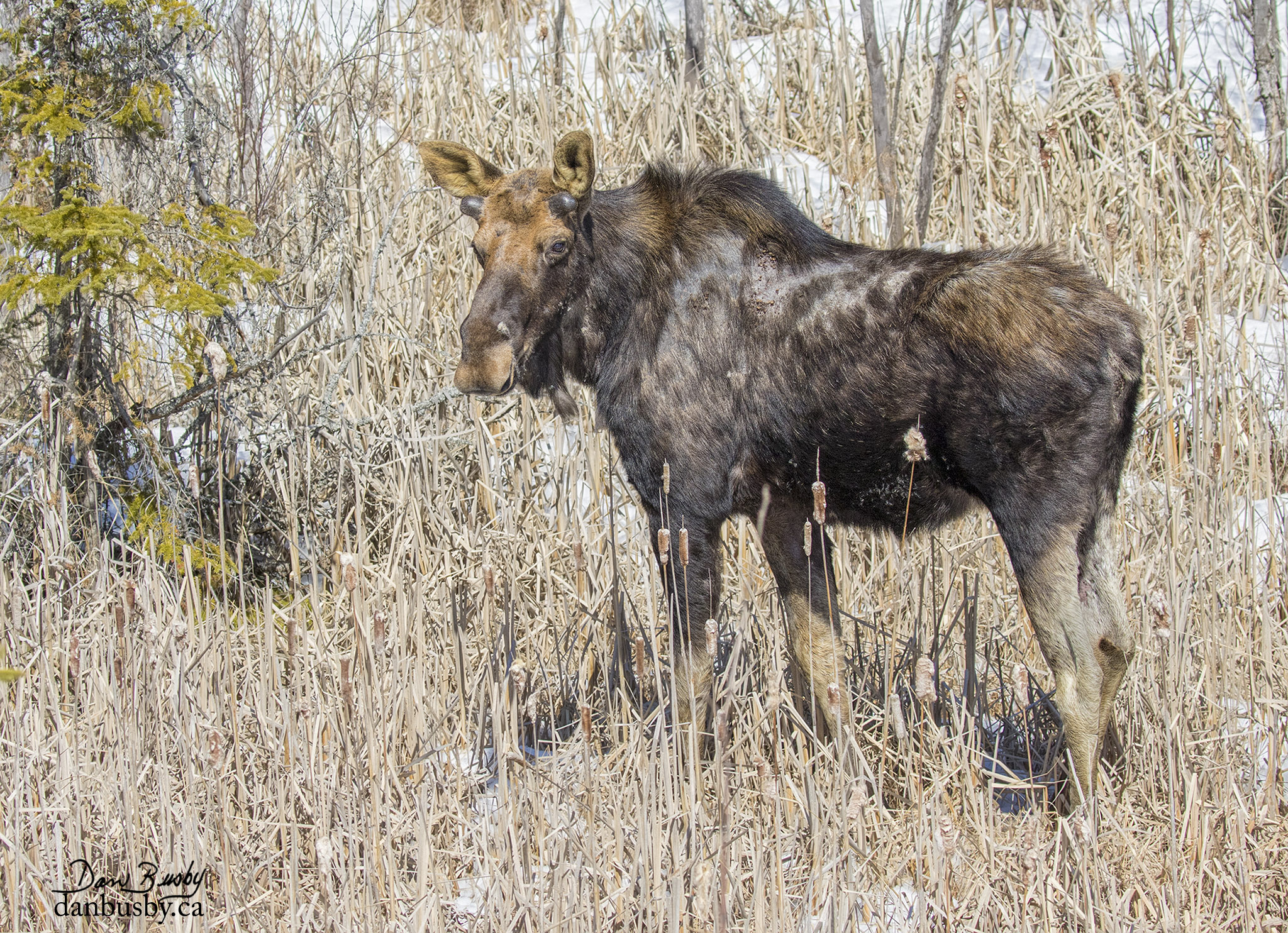 Moose