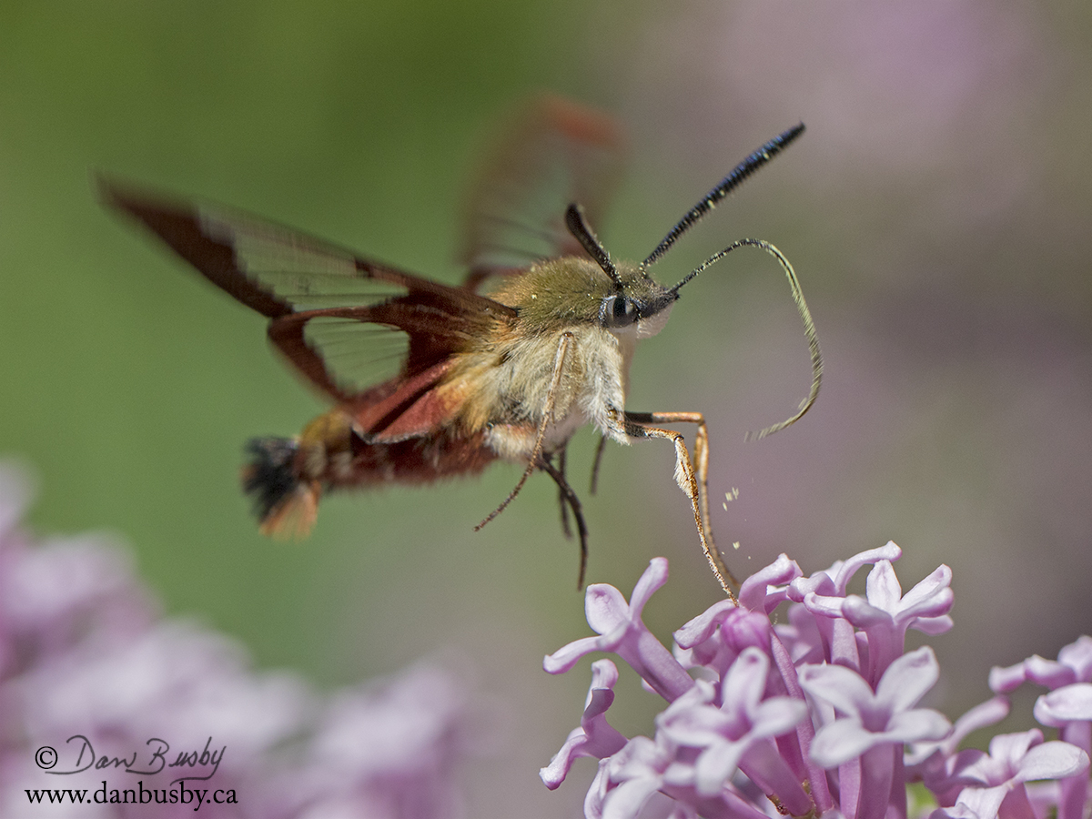 Hummingbird moth