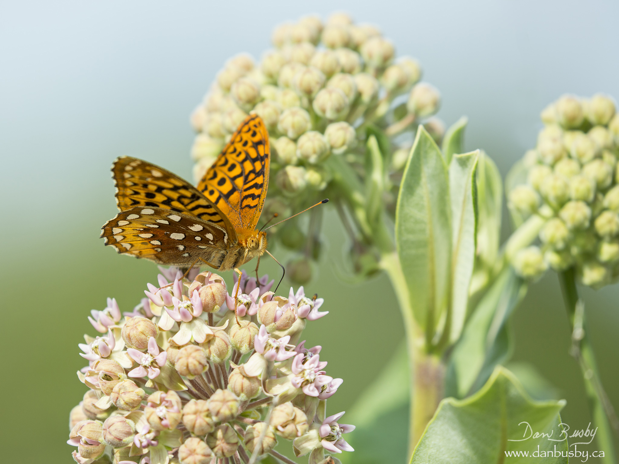 Viceroy