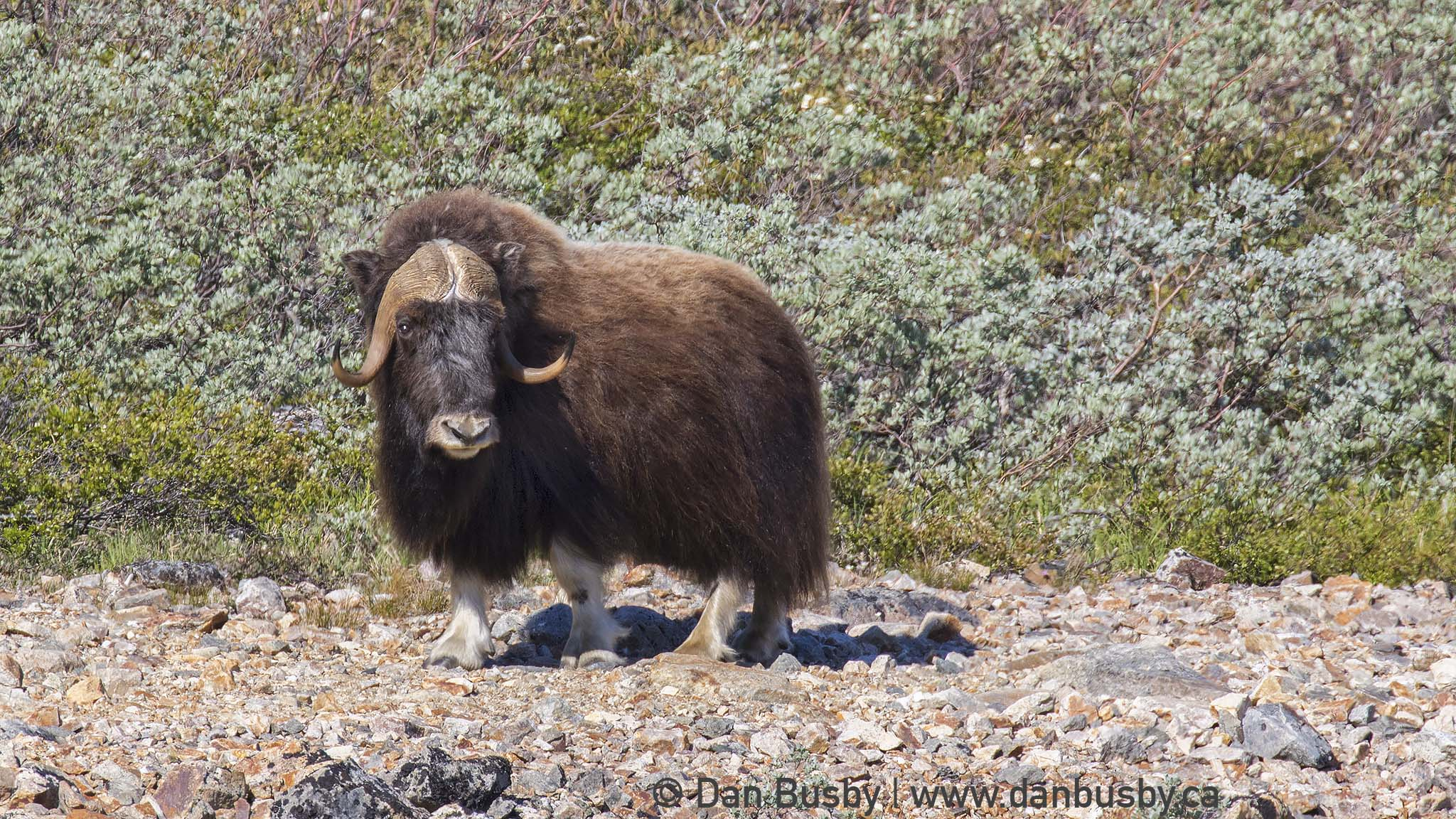 Muskox
