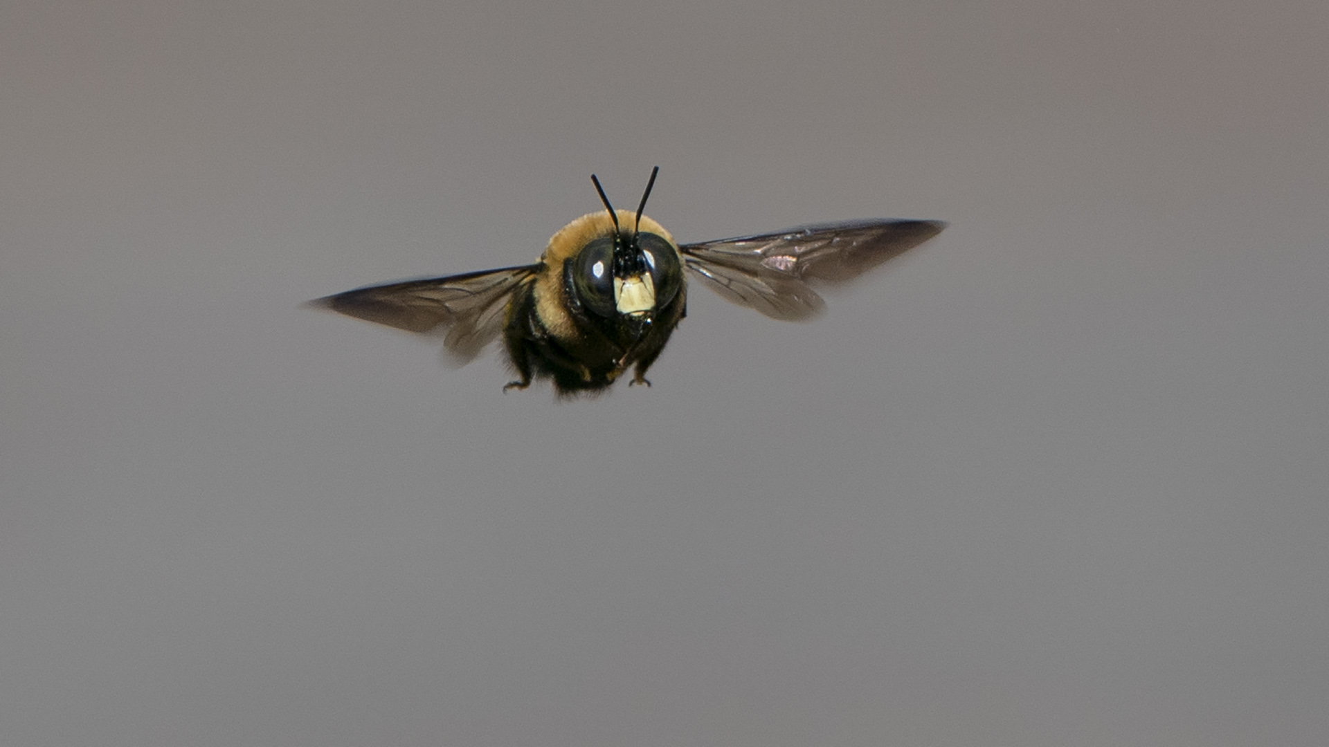 Bee