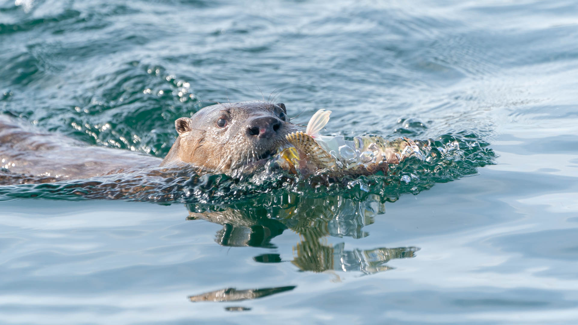 River Otter