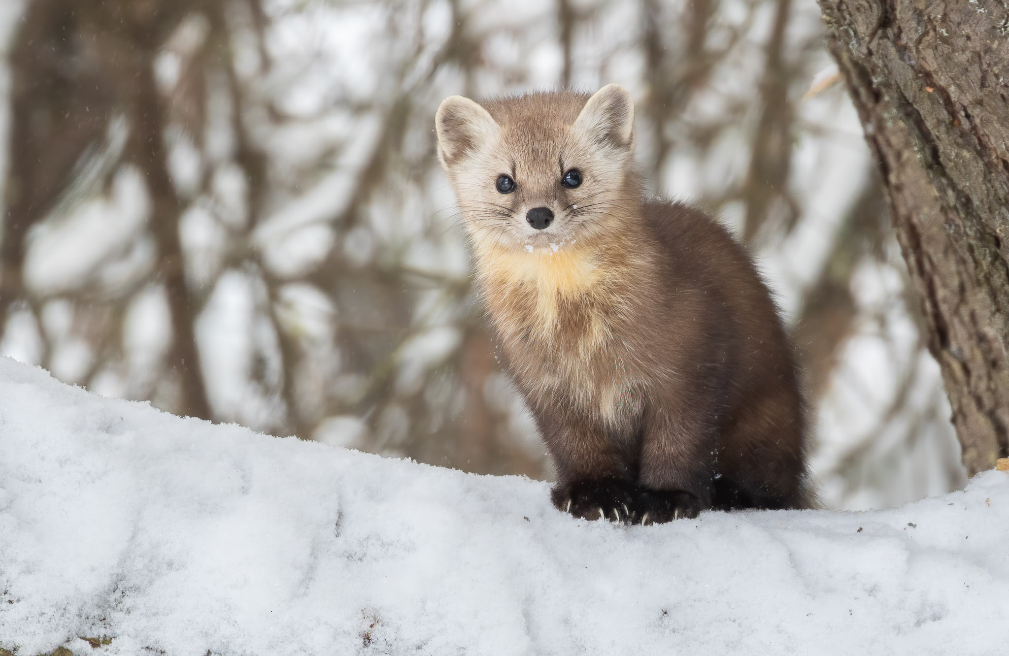 Pine Martin