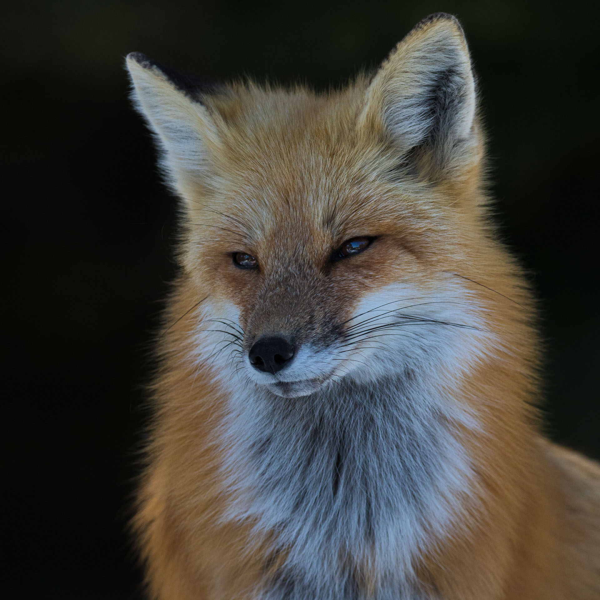 Red Fox