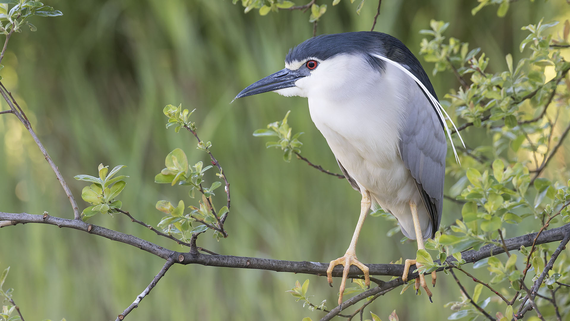 Black-crowned Night Heron