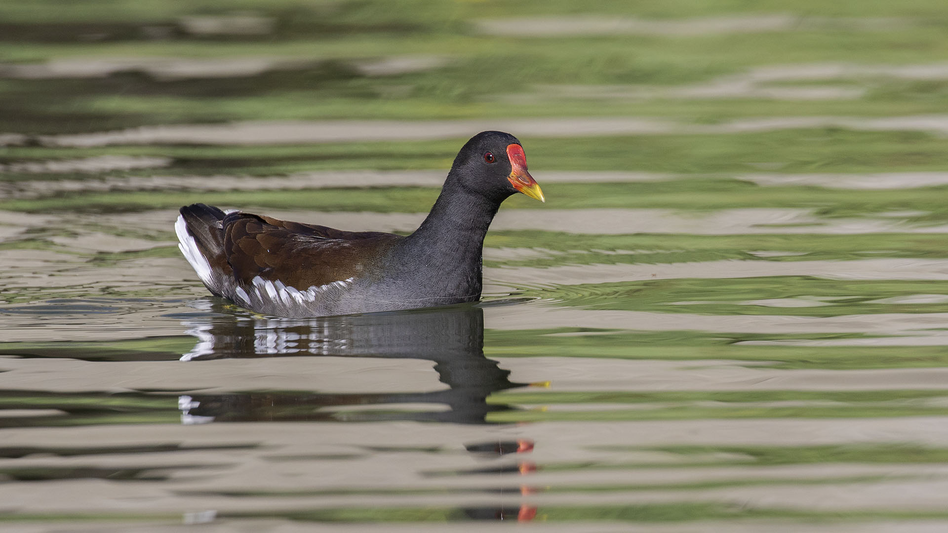Common Moorhen