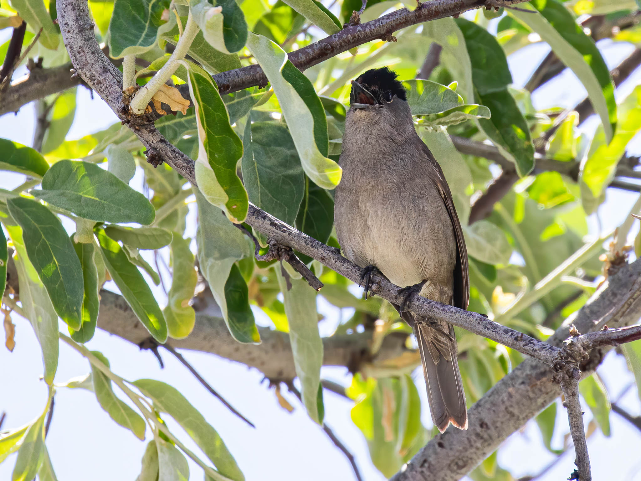 Blackcap