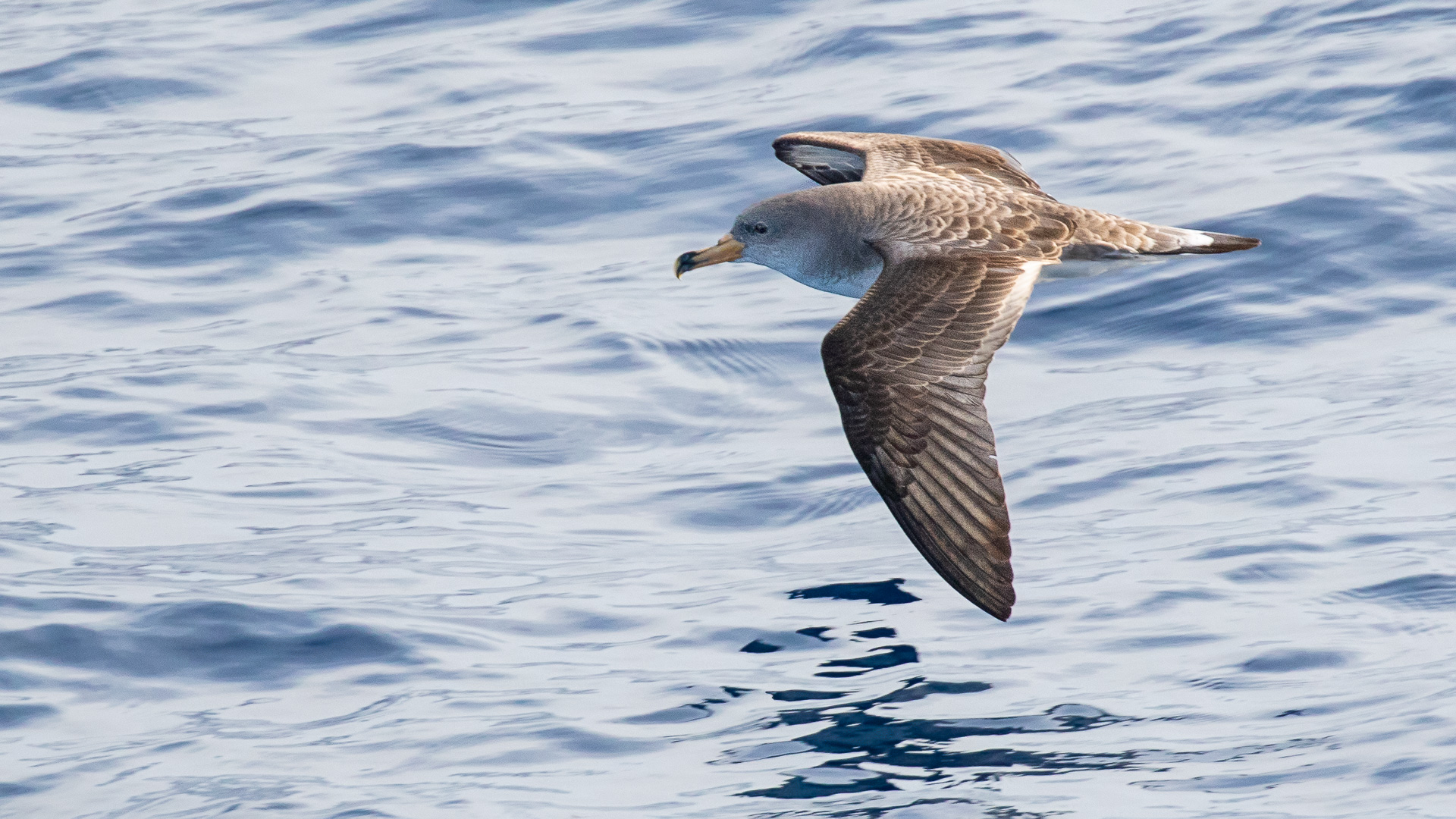 Corey's Shearwater