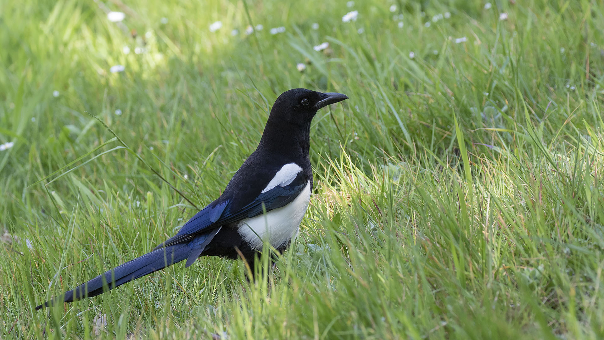Magpie