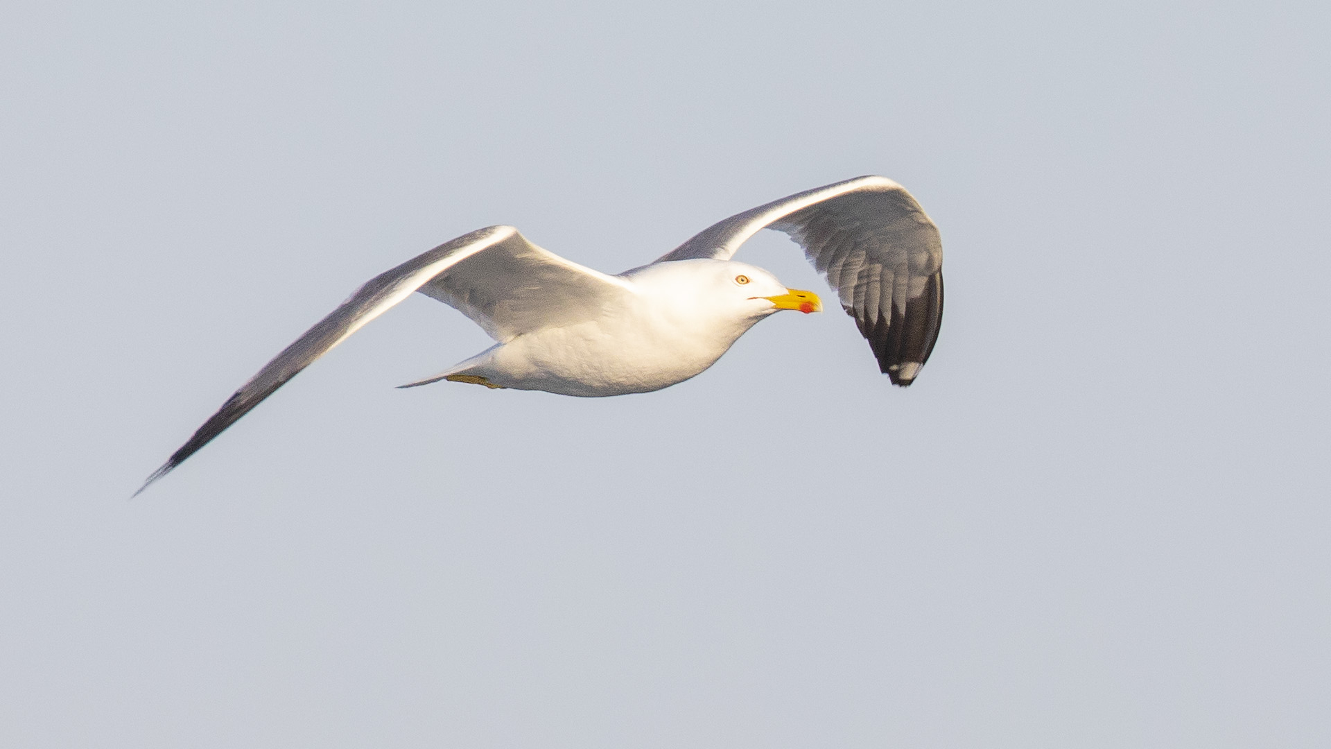 Yellow-legged Gull