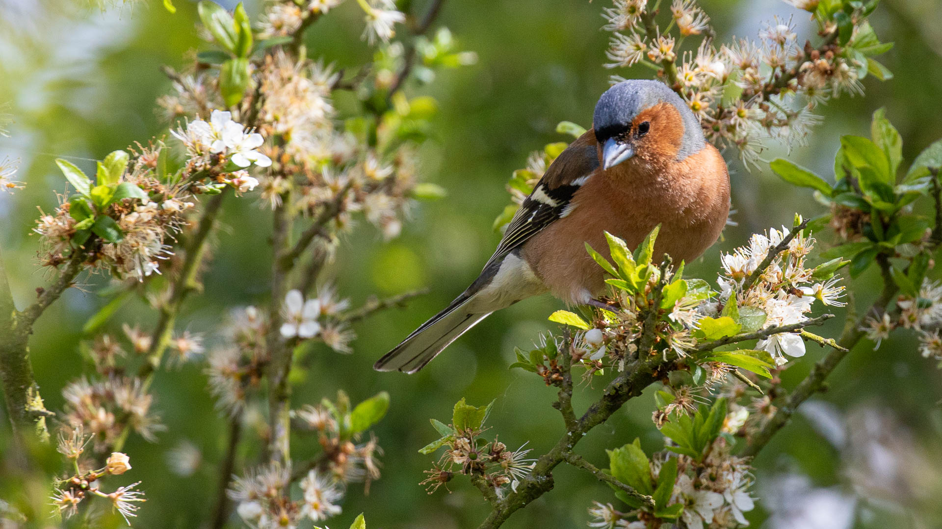 Chaffinch
