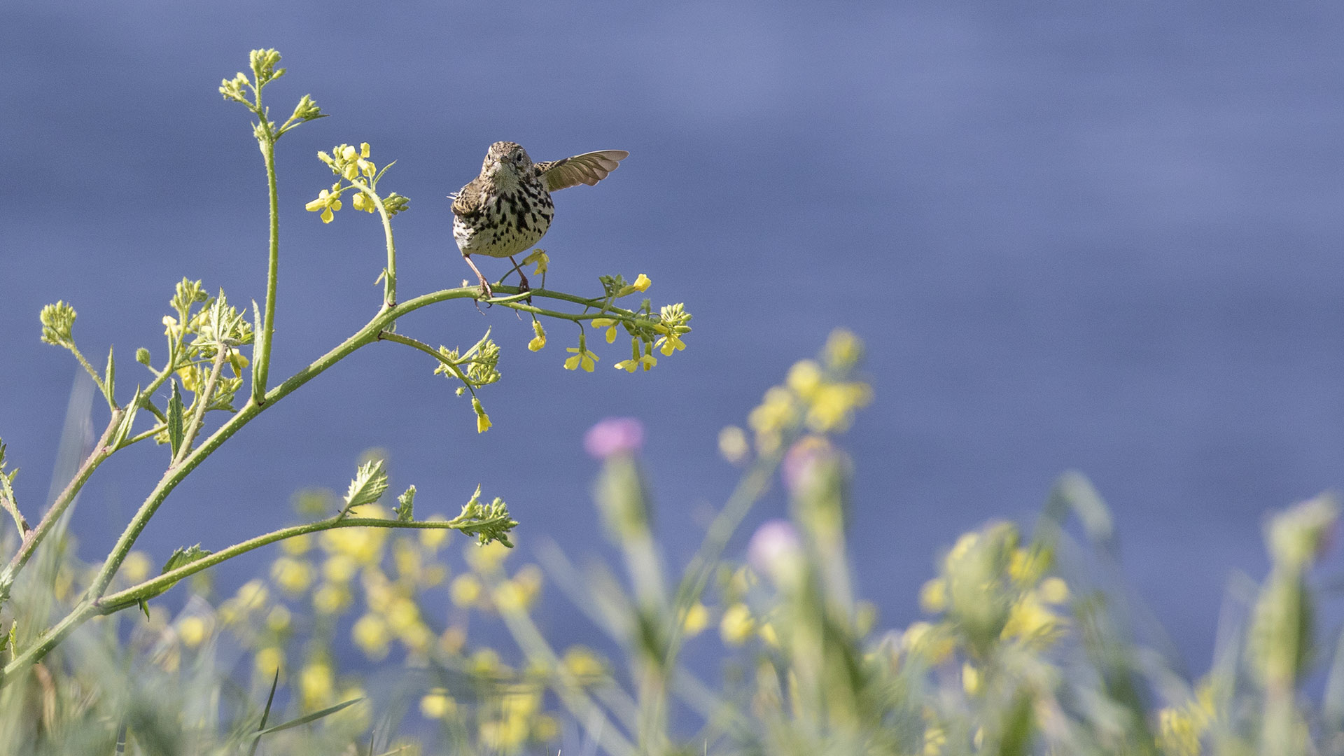 Meadow Pipit