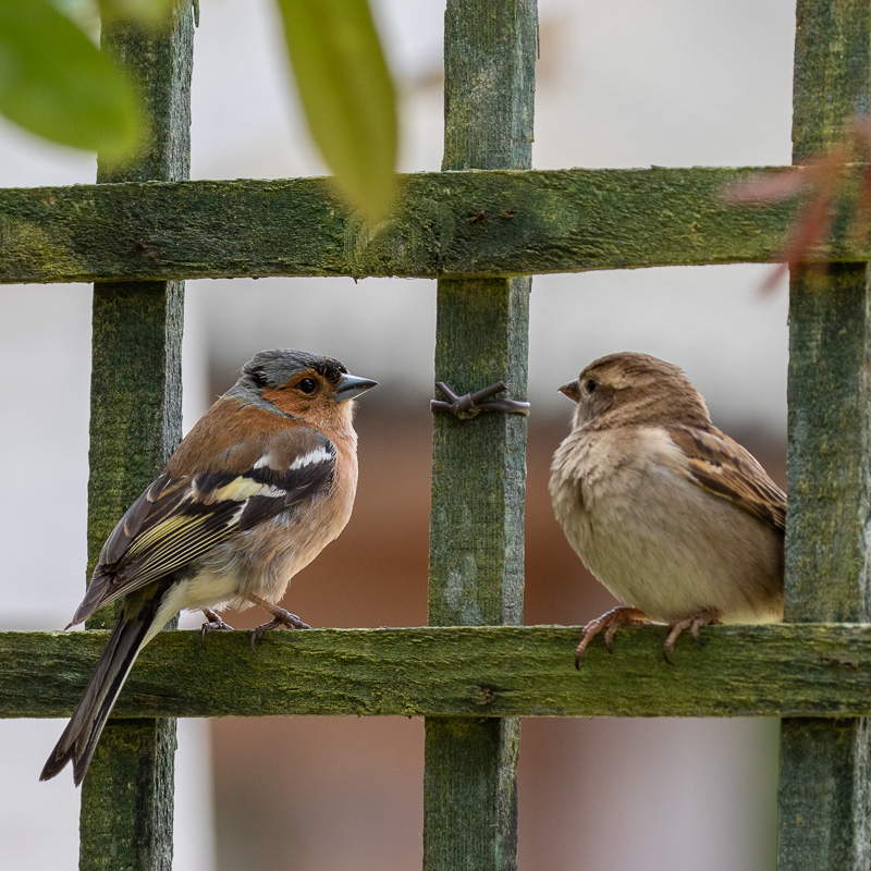 Chaffinch