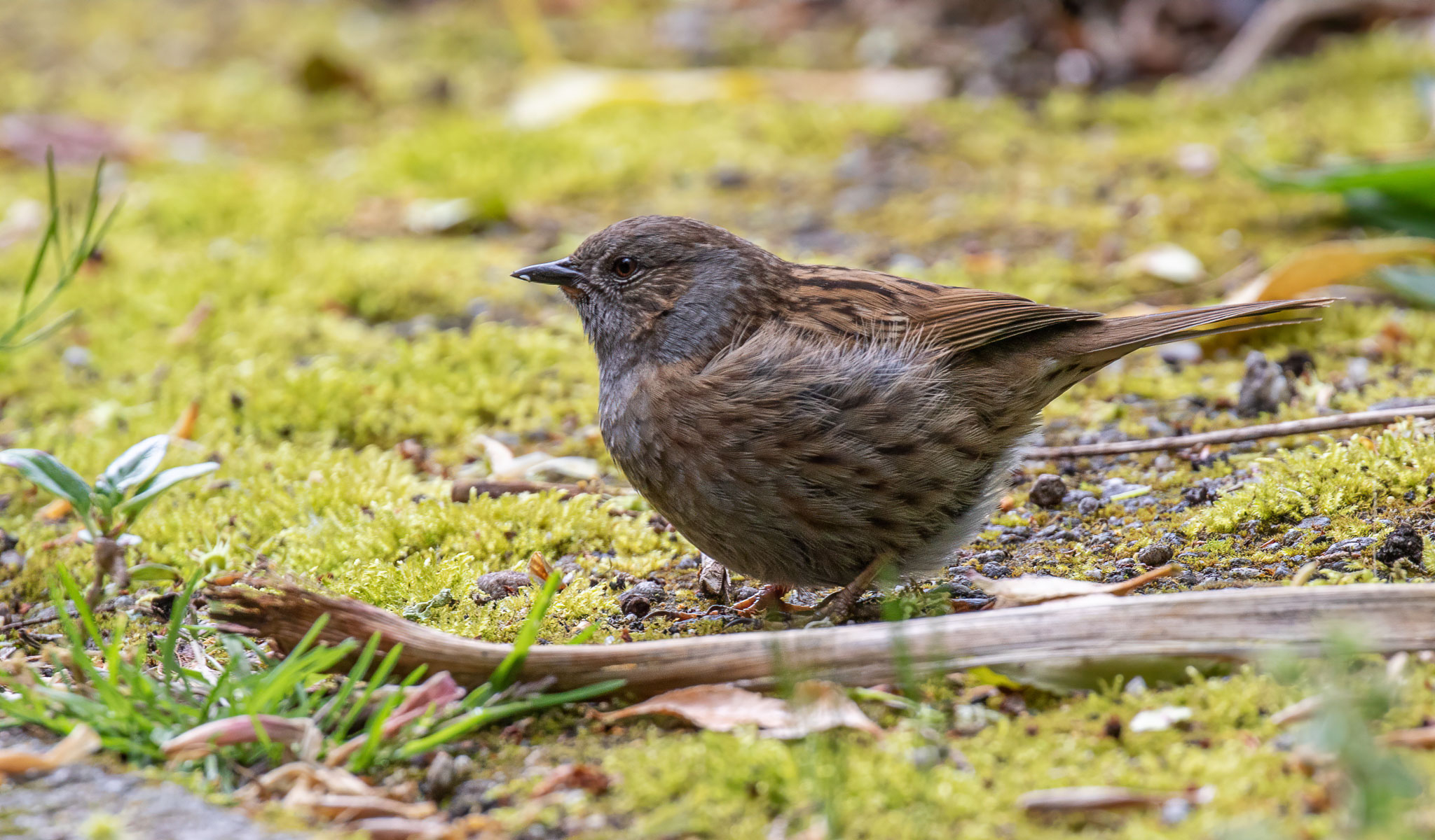 Dunnock