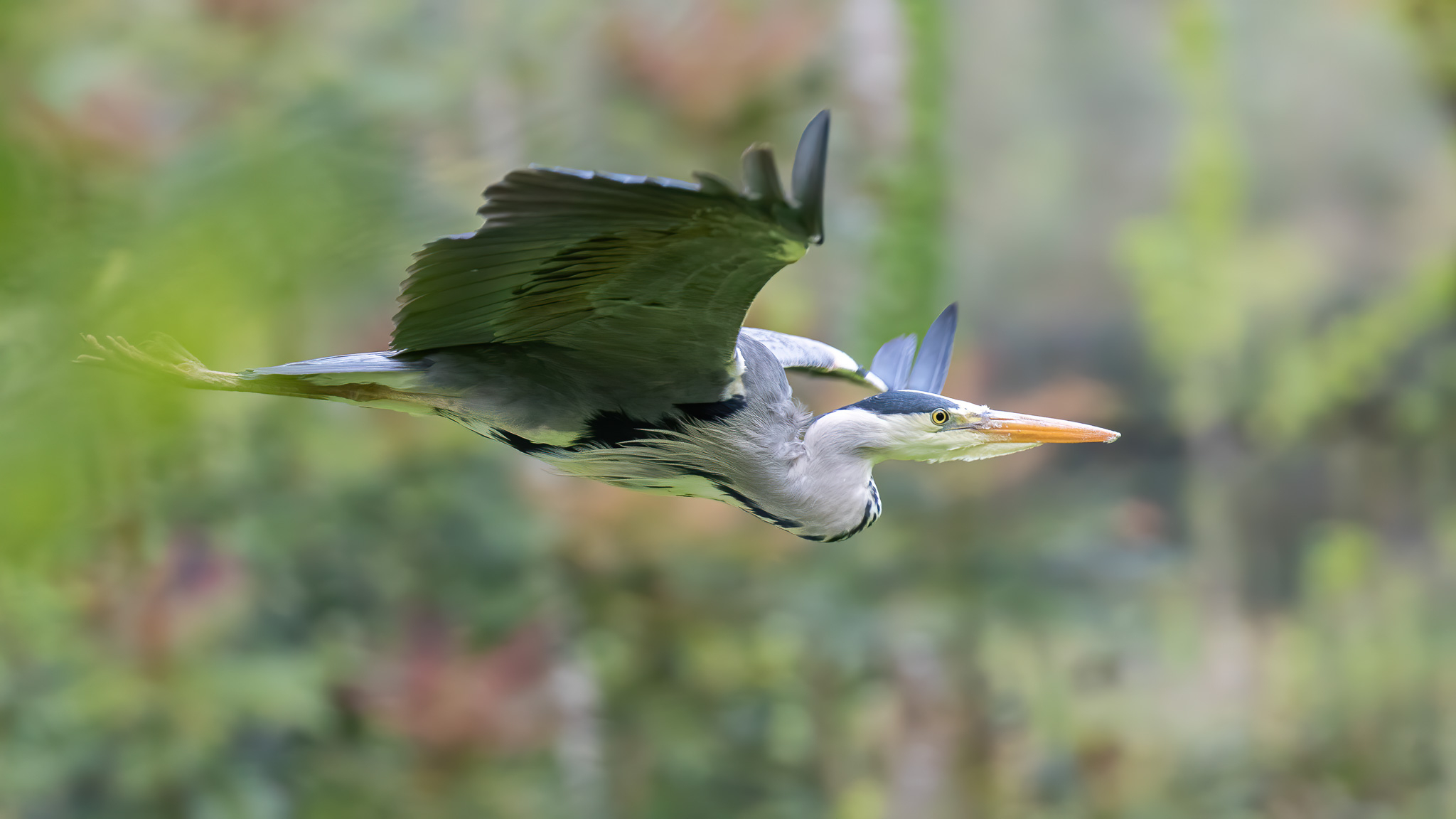 Grey Heron