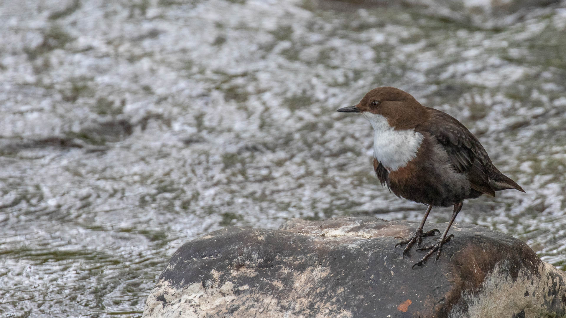 White-throated Dipper