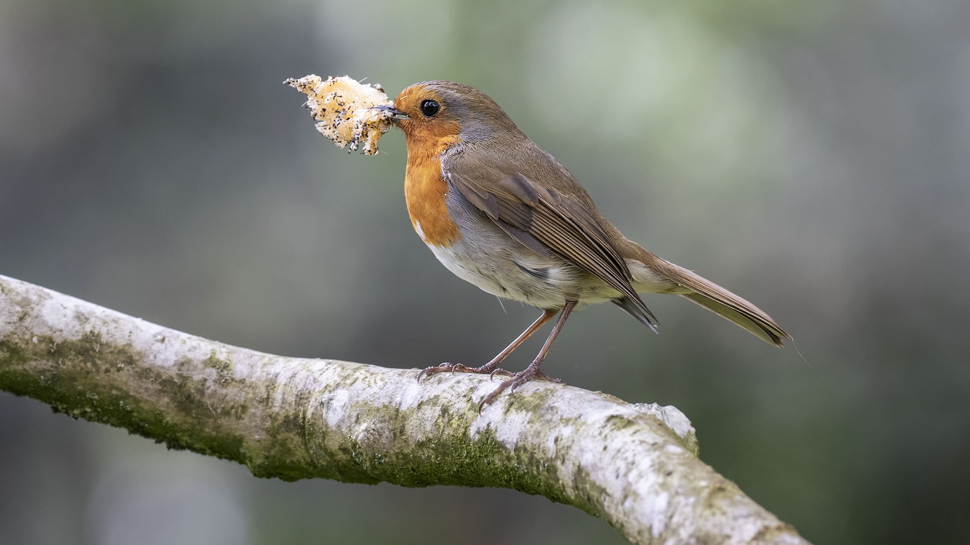 European Robin