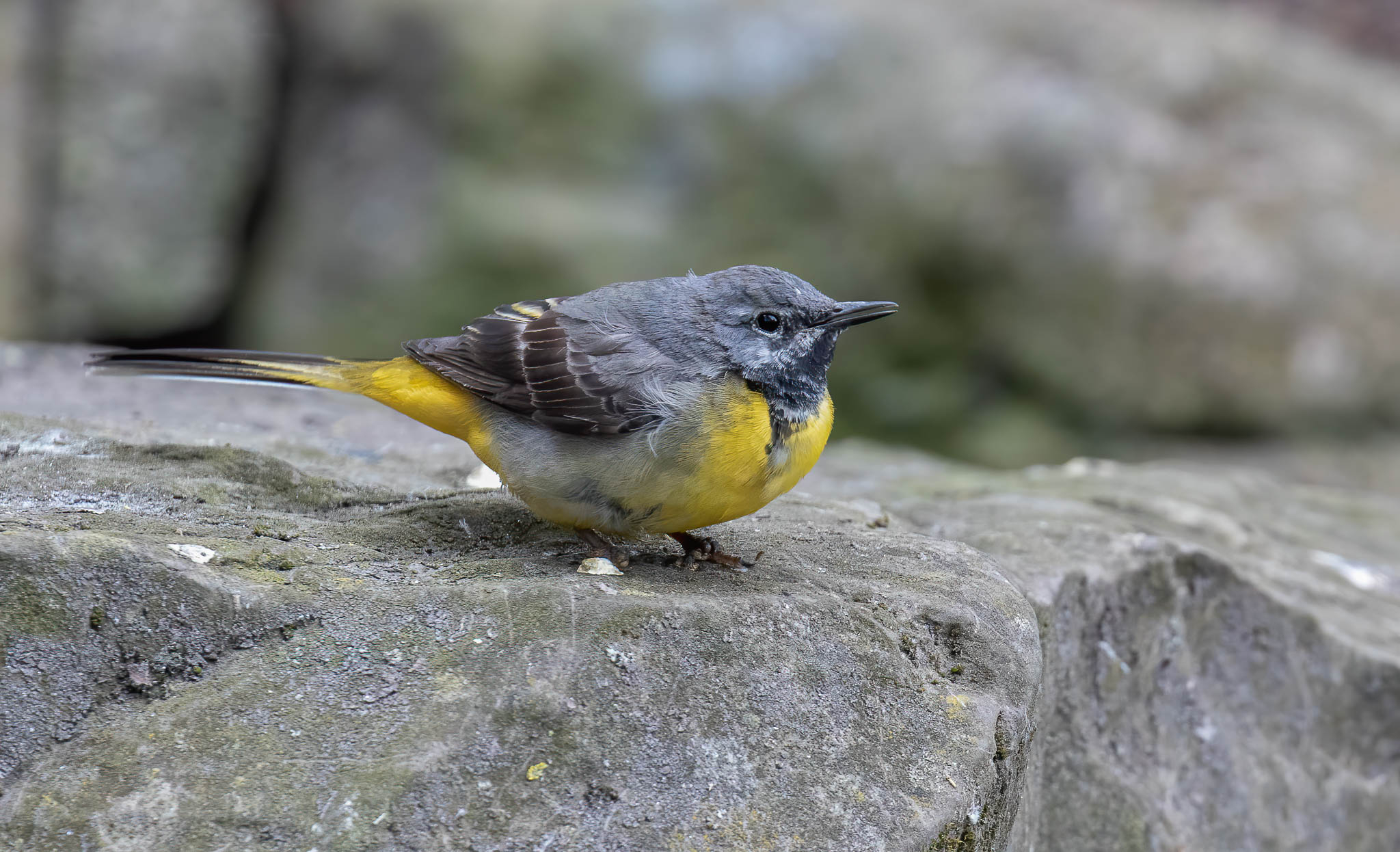Grey Wagtail