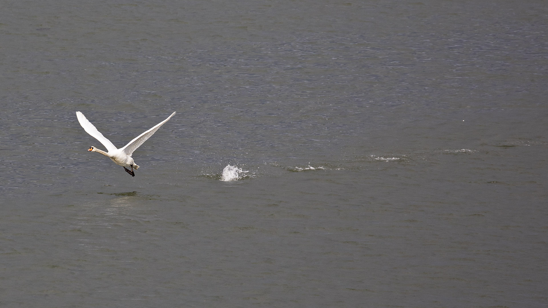 Mute Swan