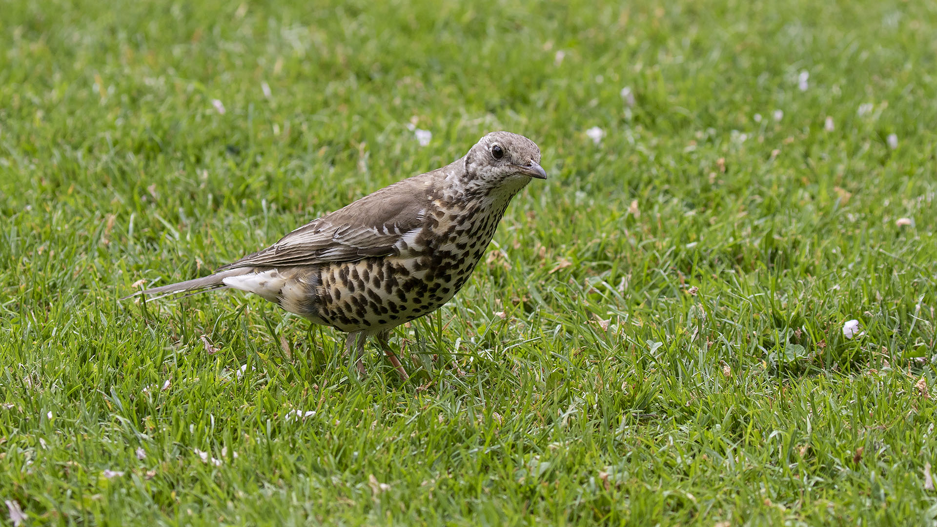 Mistle Thrush
