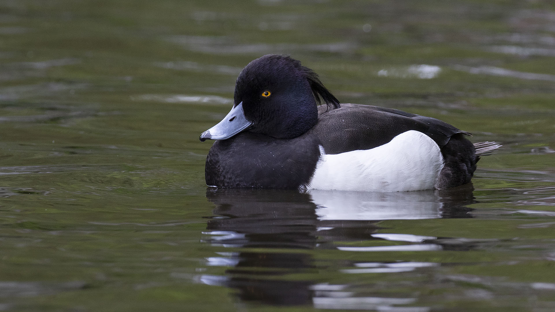 Tufted Duck