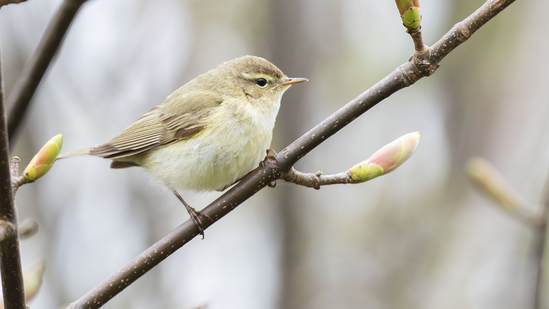 Chiffchaff