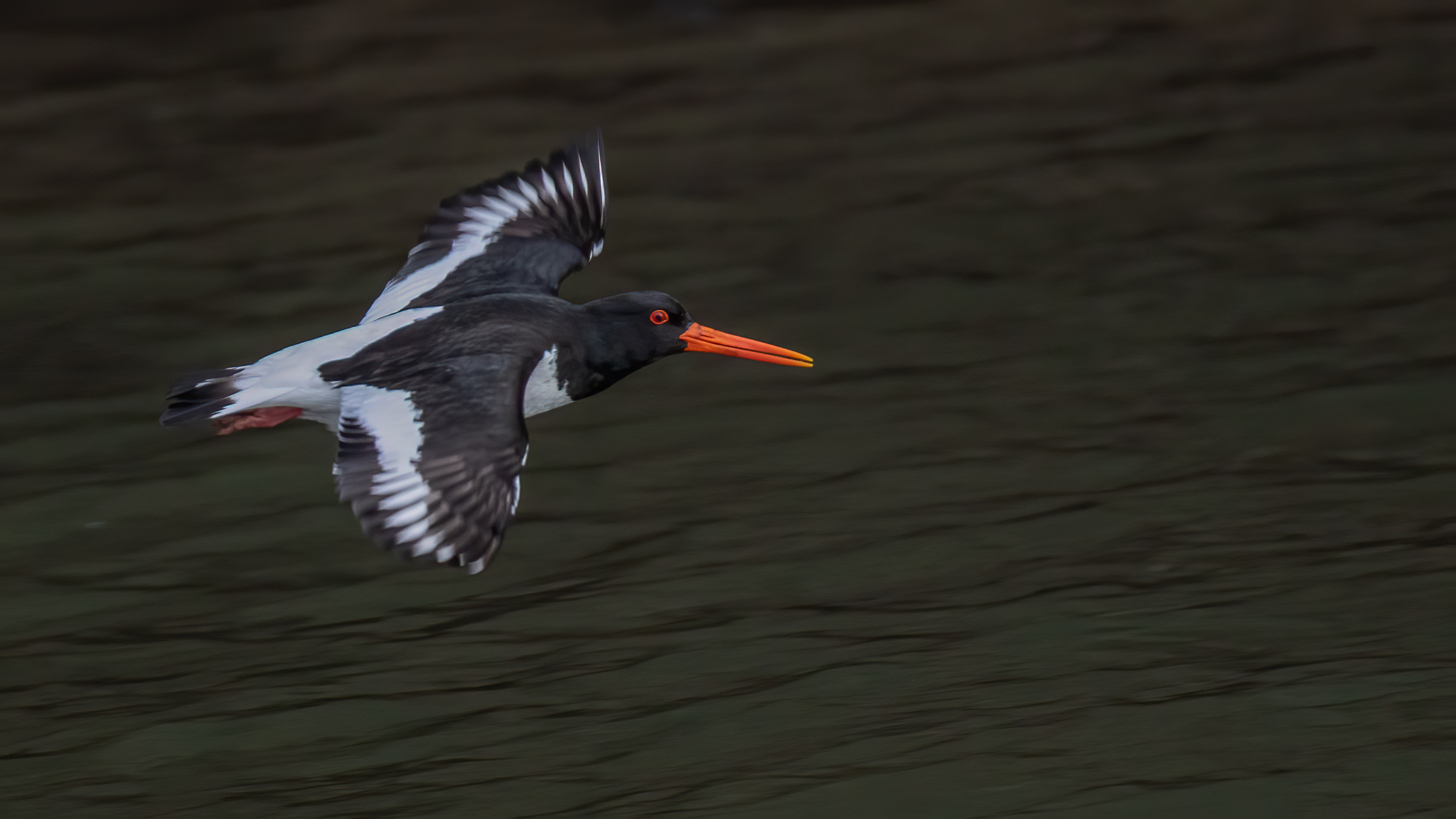 Eurasian Oystercatcher